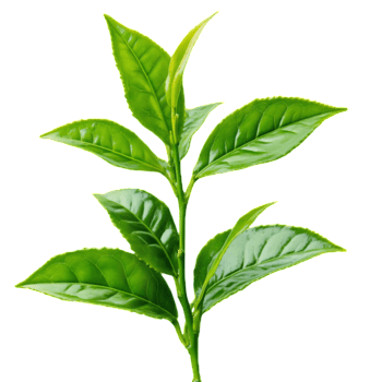 Nuwara Eliya Tea Leaf